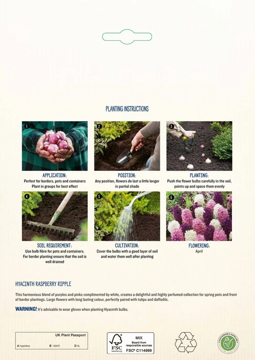 Hyacinth Raspberry Ripple CR - image 4