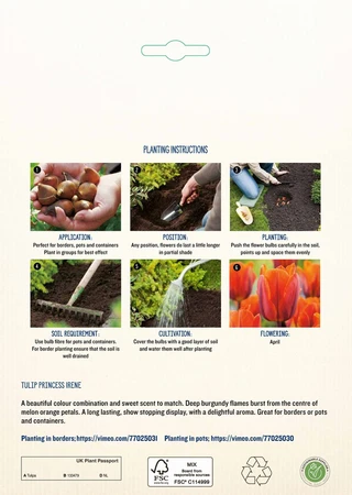 Tulip Princess Irene GF - image 4