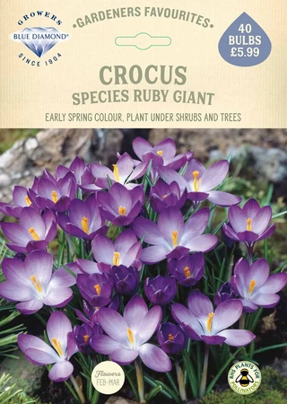 Crocus Species Ruby Giant GF - image 2