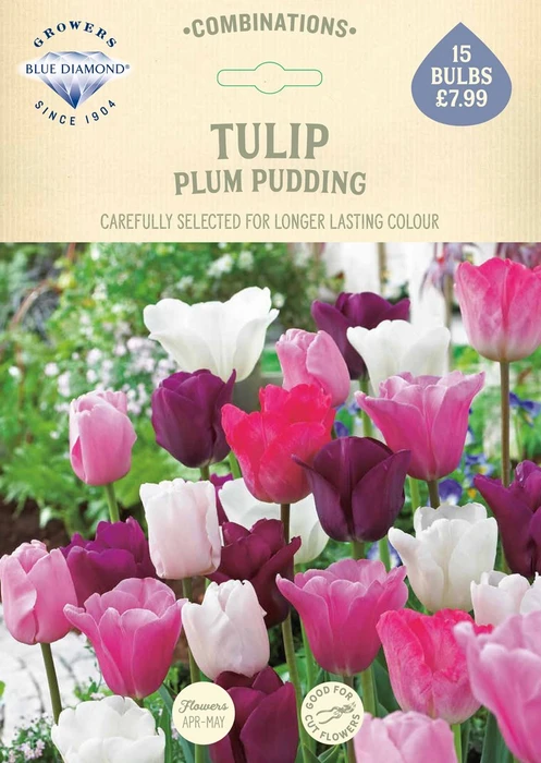 Tulip Plum Pudding CR - image 2