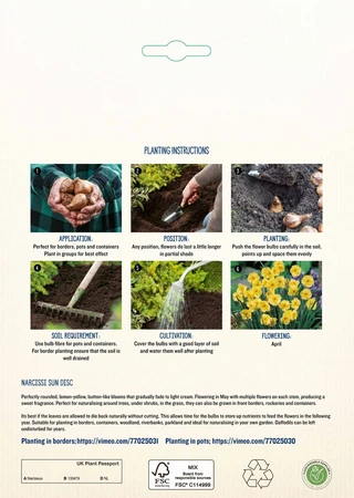 Narcissi Sun Disc GF - image 4