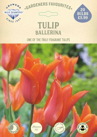Tulip Ballerina GF - image 2