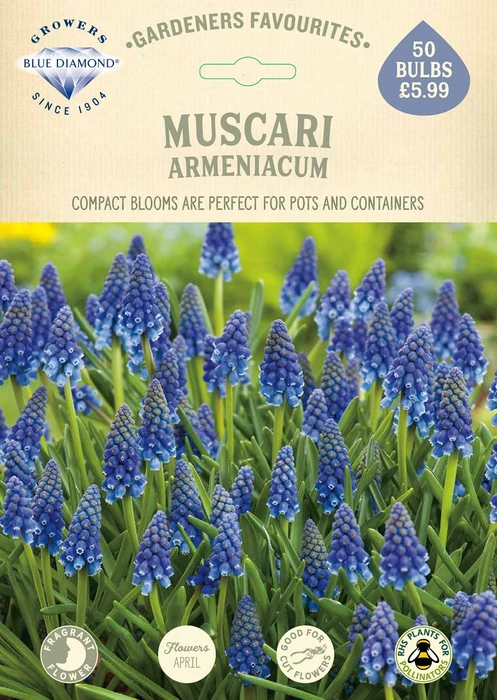 Muscari Armeniacum GF - image 2