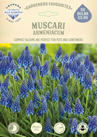 Muscari Armeniacum GF - image 2