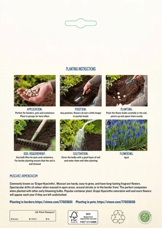 Muscari Armeniacum GF - image 4