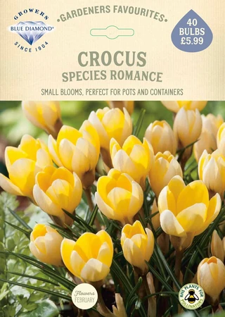 Crocus Species Romance GF - image 2