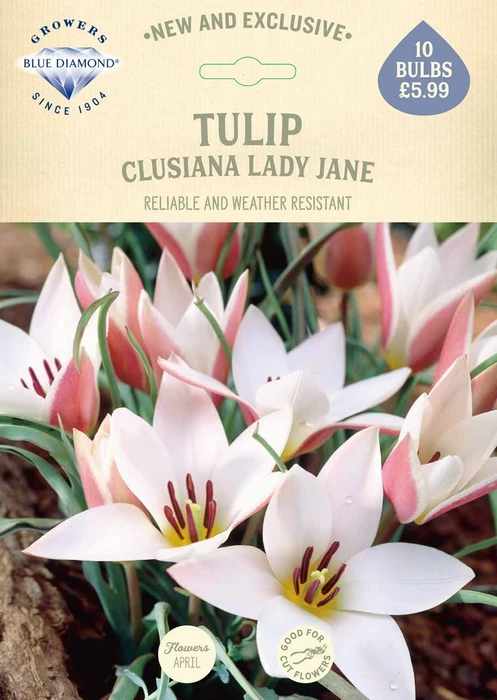 Tulip Clusiana Lady Jane NE - image 2