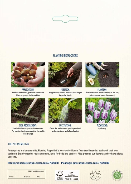 Tulip Flaming Flag NE - image 4