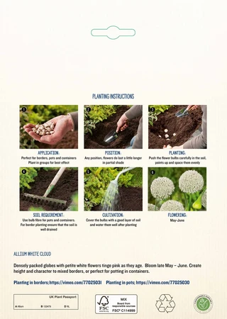 Allium White Cloud GF - image 4