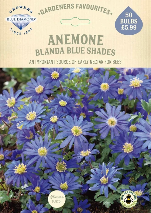 Anemone Blanda Blue Shades GF - image 2