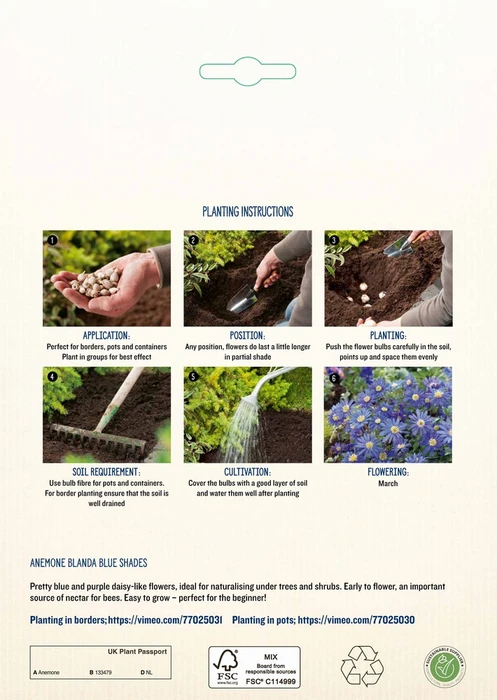 Anemone Blanda Blue Shades GF - image 4