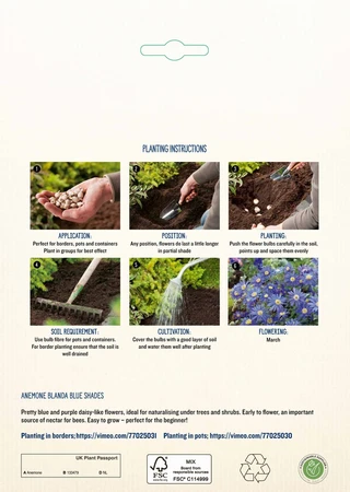 Anemone Blanda Blue Shades GF - image 4