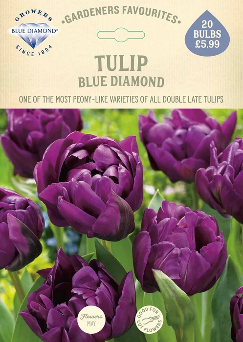 Tulip Blue Diamond GF - image 2