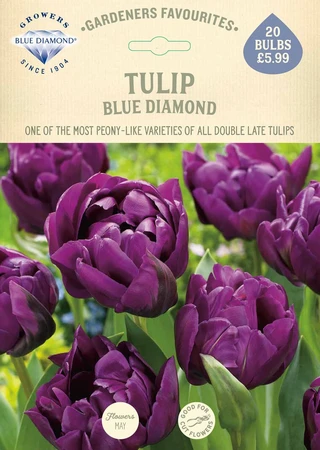 Tulip Blue Diamond GF - image 2