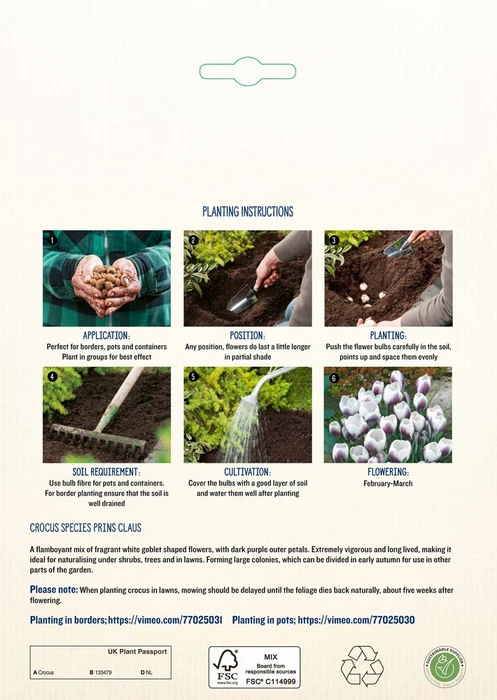Crocus Species Prins Claus GF - image 4