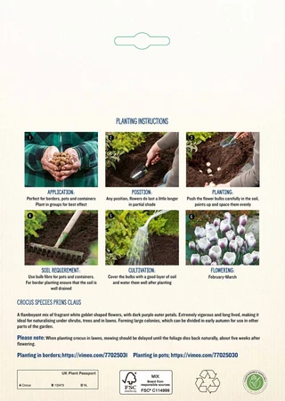 Crocus Species Prins Claus GF - image 4