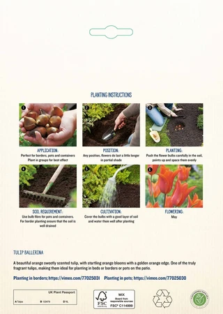 Tulip Ballerina GF - image 4