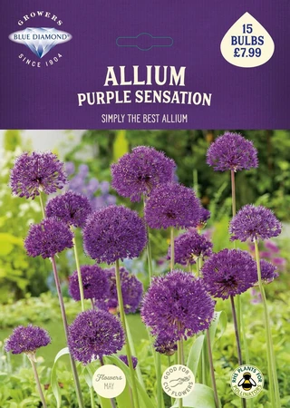 Allium Purple Sensation BR - image 2