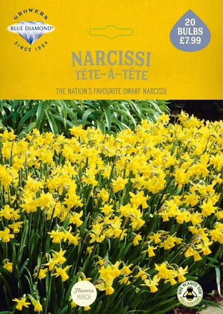 Narcissi Tete a Tete BR - image 2