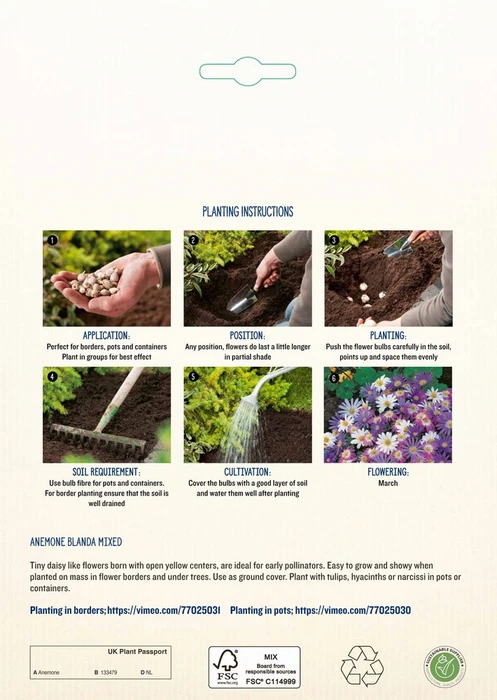 Anemone Blanda Mixed PBR - image 4