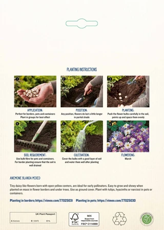 Anemone Blanda Mixed PBR - image 4