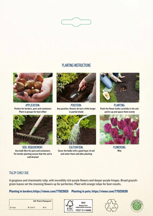 Tulip Curly Sue NE - image 4