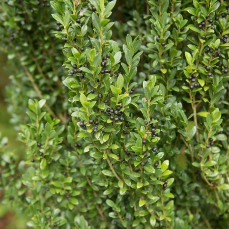 Ilex Crenata Dark Green 7.5L