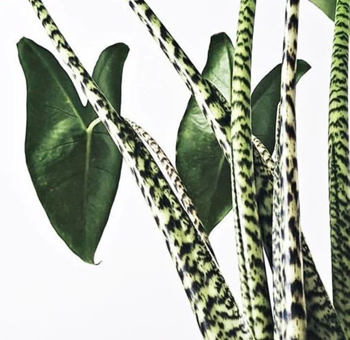 Alocasia Zebrina 17Cm - image 2