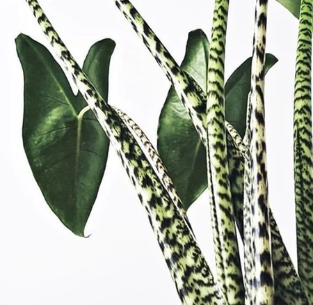 Alocasia Zebrina 17Cm - image 2