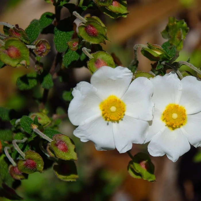 Cistus X Corbariensis 3L