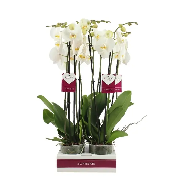Phalaenopsis Cambridge Bd 12cm - image 1