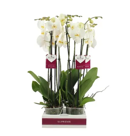Phalaenopsis Cambridge Bd 12cm - image 1