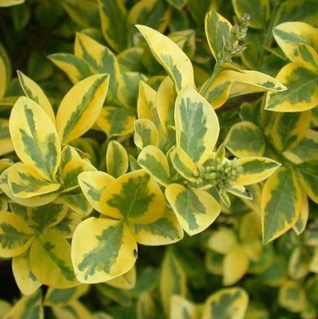 Ligustrum Oval Aureum 3L