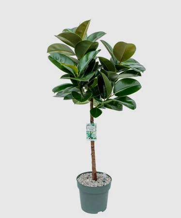 Ficus El Robusta Hydro 27cm - image 3