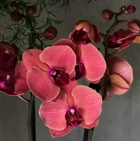 Phalaenopsis Asian Coral BD 12cm - image 2