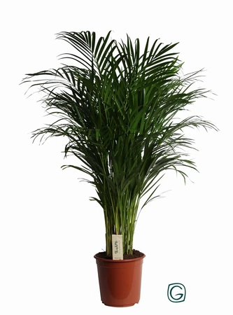 Areca Palm 24cm
