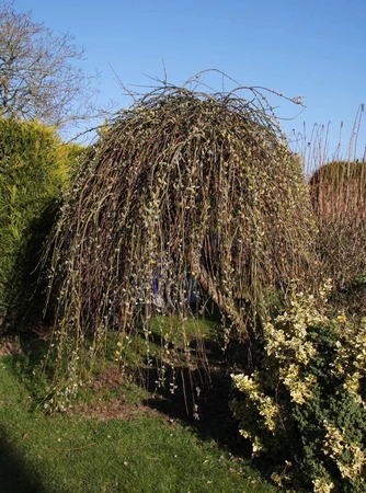 Salix Caprea Pendula 120cm 12L