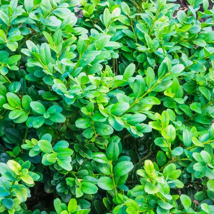 Buxus Sempervirens Pyramid 26cm - image 2