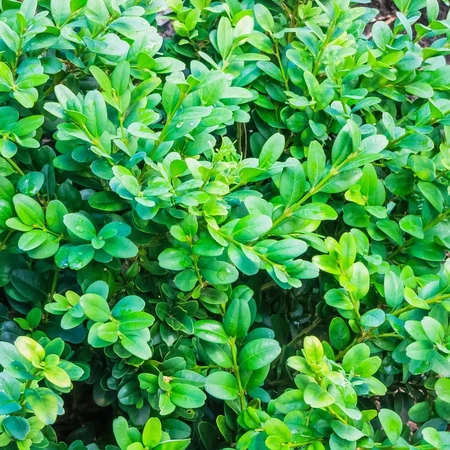 Buxus Sempervirens Pyramid 26cm - image 2