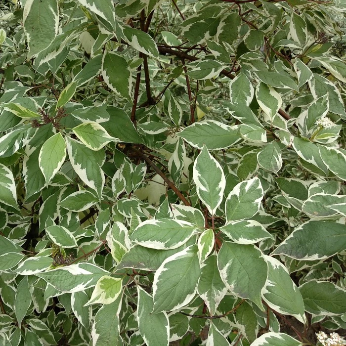 Cornus Alba Ivory Halo 3L