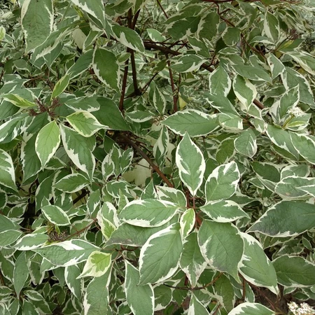 Cornus Alba Ivory Halo 3L