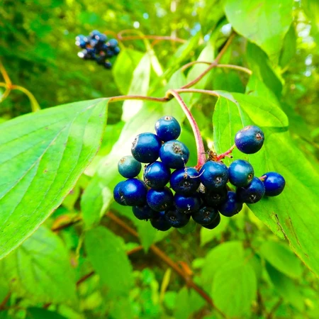 Cornus Amomum Blue Cloud 3L
