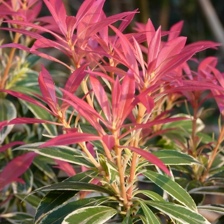 Pieris Flaming Silver 2L