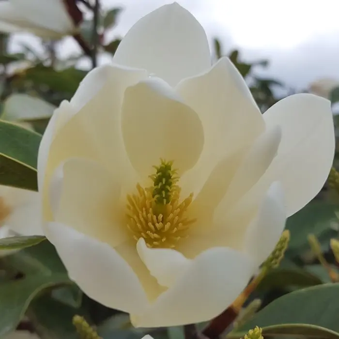 Magnolia Fairy Cream 3L - image 1