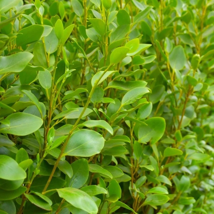 Griselinia Littoralis 3L