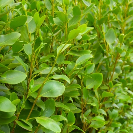 Griselinia Littoralis 3L