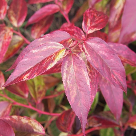 Leucothoe Font Rainbow 2L