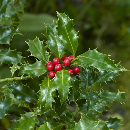 Ilex Aquifolium Alaska 3L