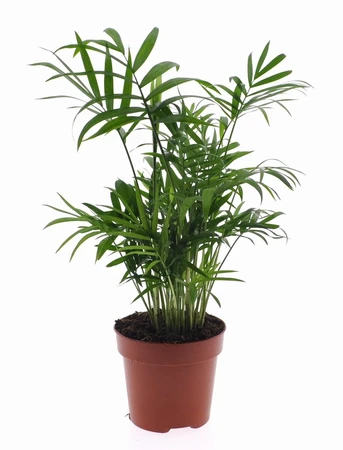 Chamaedorea Elegan 12cm