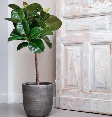 Ficus El Robusta Hydro 27cm - image 2